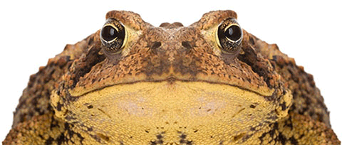 Toad Lips